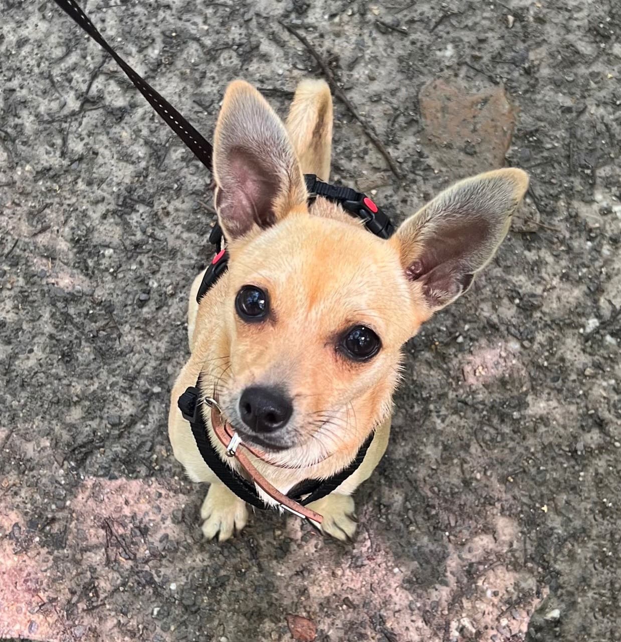 Foto von Ellie, unsere "große" Kleine
