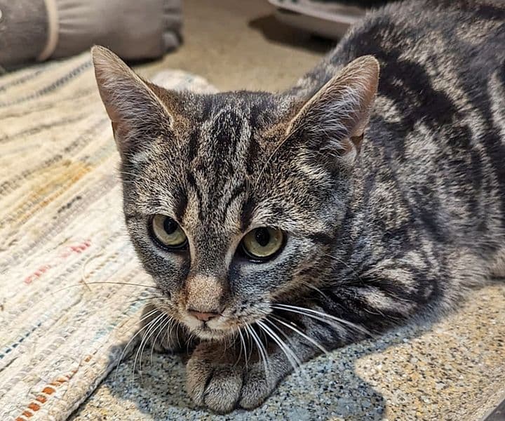 Foto von süßes "Luchsmädchen" Elmi (feline Coronavirus-Trägerin)