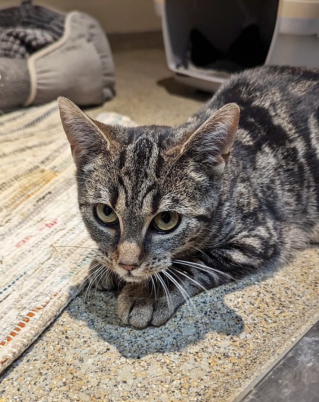 Foto von süßes "Luchsmädchen" Elmi (feline Coronavirus-Trägerin)