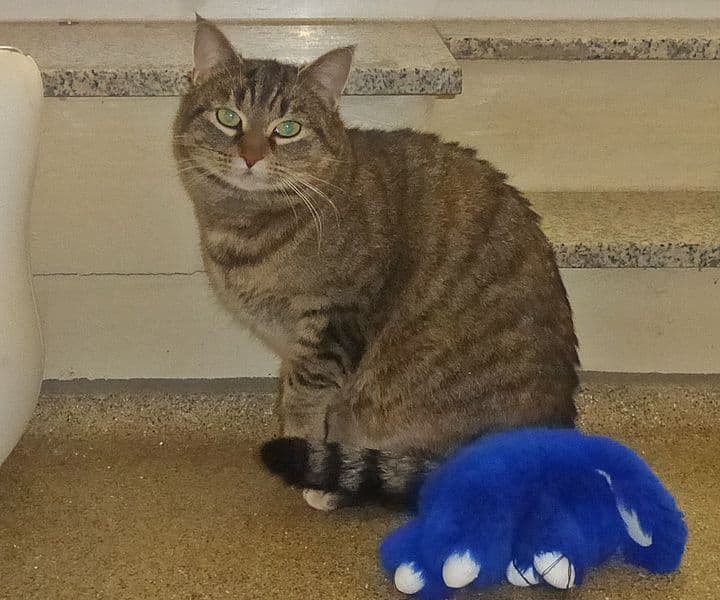 Foto von verschmuste Katzenmama Elsa (gerne mit ihrer Tochter Indra) - mit Video