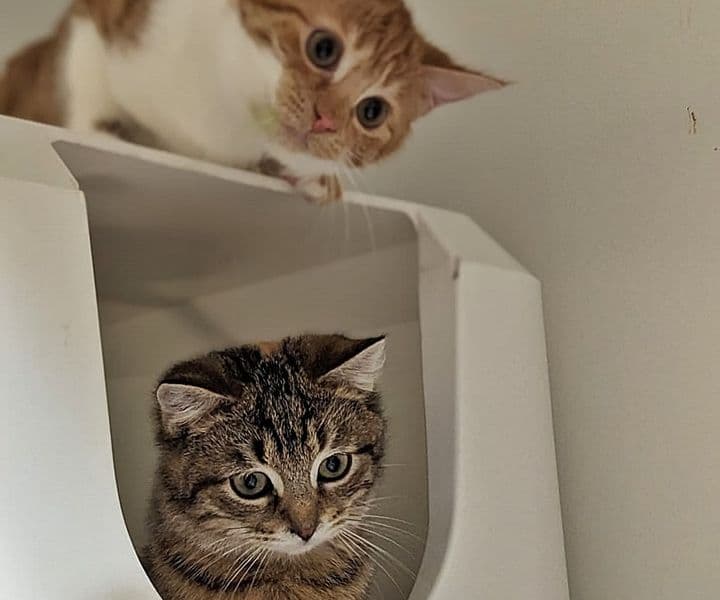 Foto von Elsa und Tiny sind ein prima Gespann