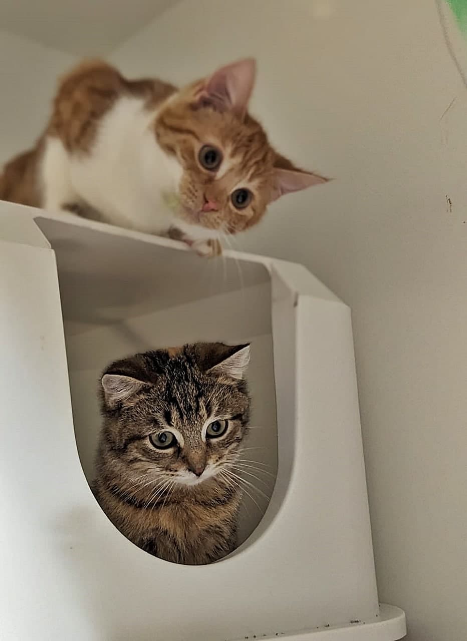 Foto von Elsa und Tiny sind ein prima Gespann
