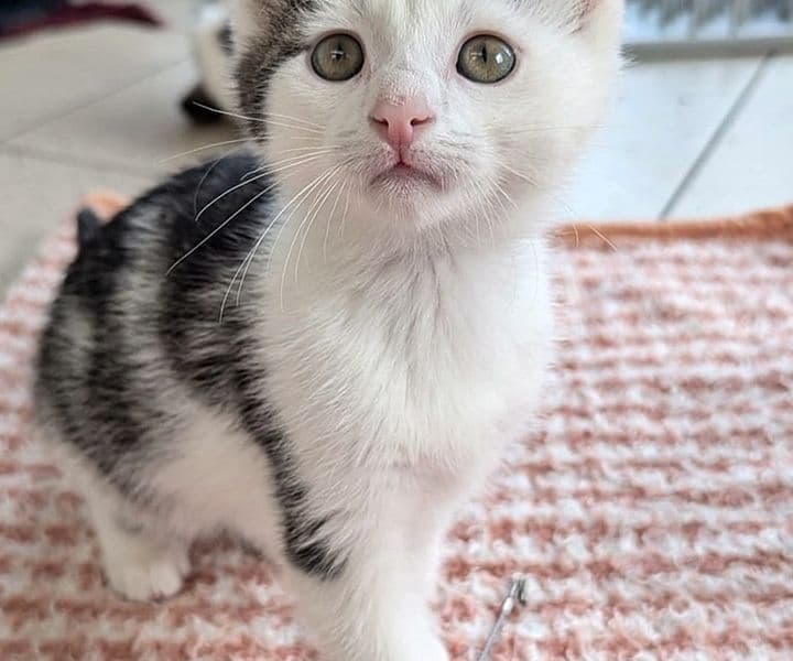 Foto von Verspielter kleiner Emil