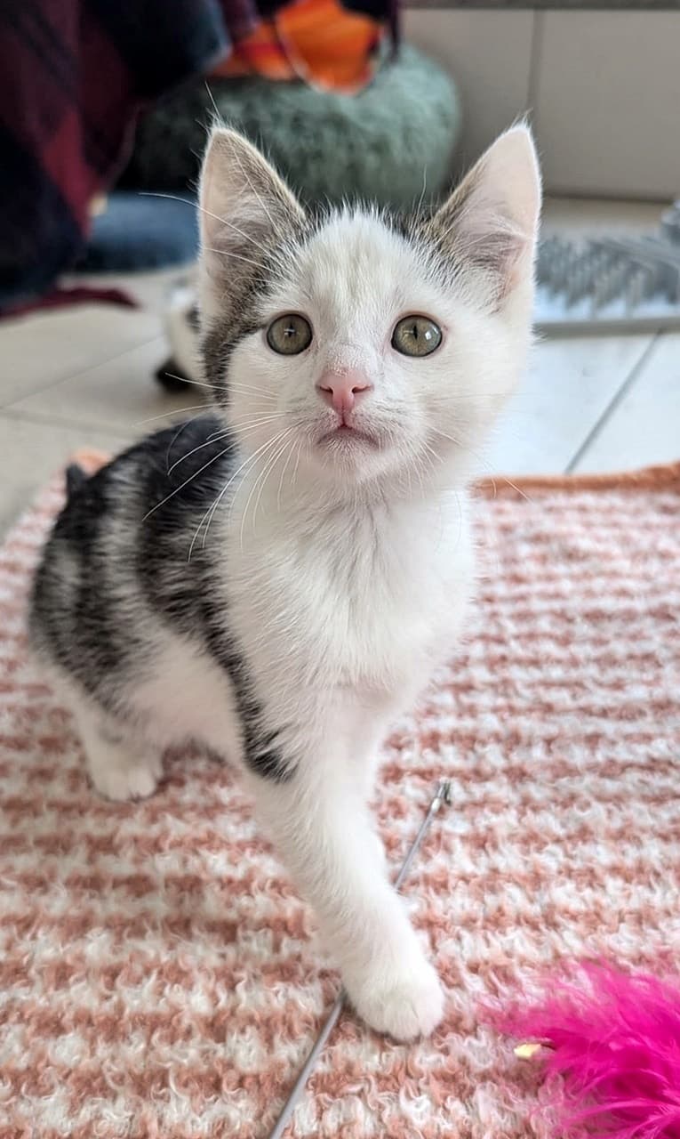 Foto von Verspielter kleiner Emil