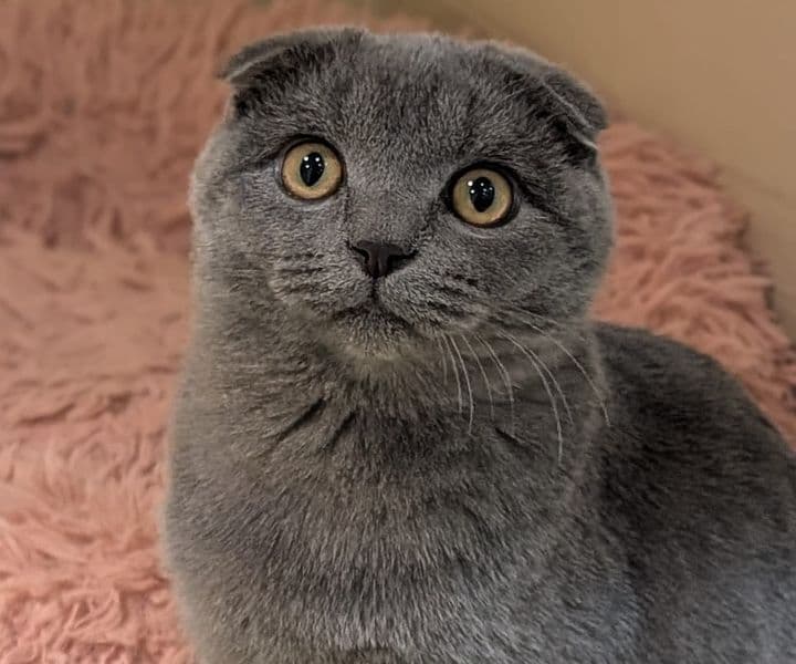 Foto von süßer Faltohrkater Emil (mit Video)