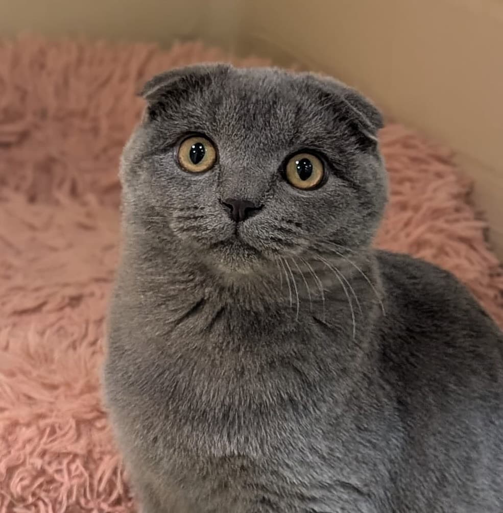 Foto von süßer Faltohrkater Emil (mit Video)