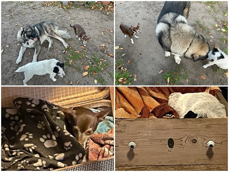 Terrier-Mix Hündin Emma grüßt aus dem neuen Zuhause