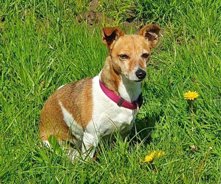 Foto von die kleine Emmi liebt Auslauf
