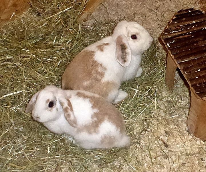 Foto von Wendy und Emmy