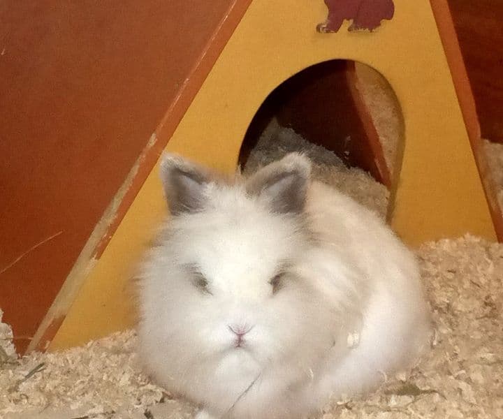 Foto von flauschige Kaninchendame Eve