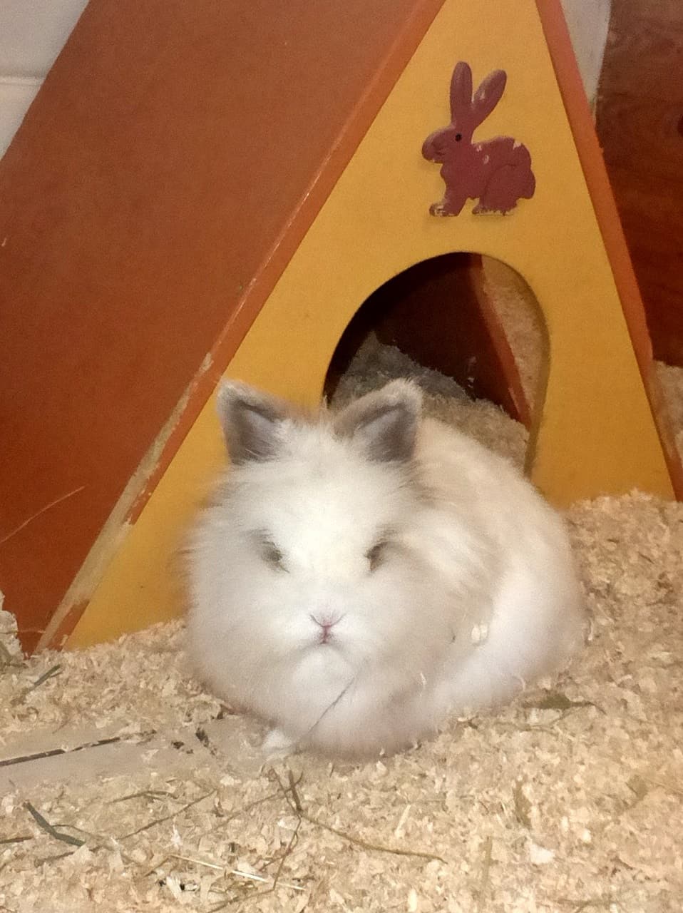 Foto von flauschige Kaninchendame Eve