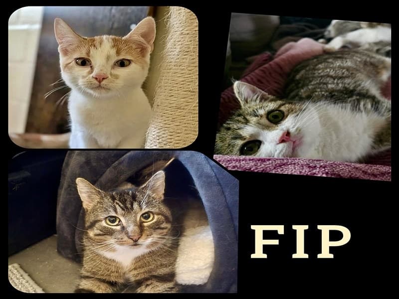 Wer hilft uns, unsere FIP-Katzen zu retten?