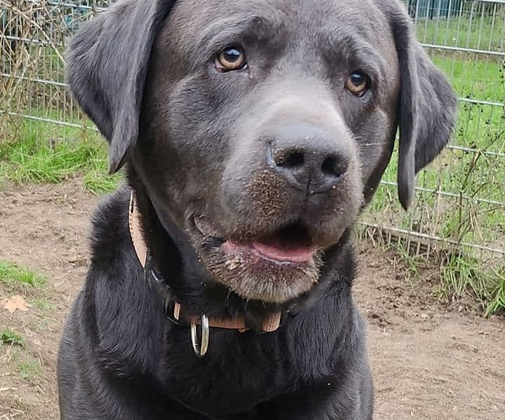 Foto von Falco - ein Pracht-Labrador