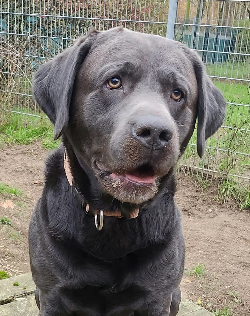 Foto von Falco - ein Pracht-Labrador