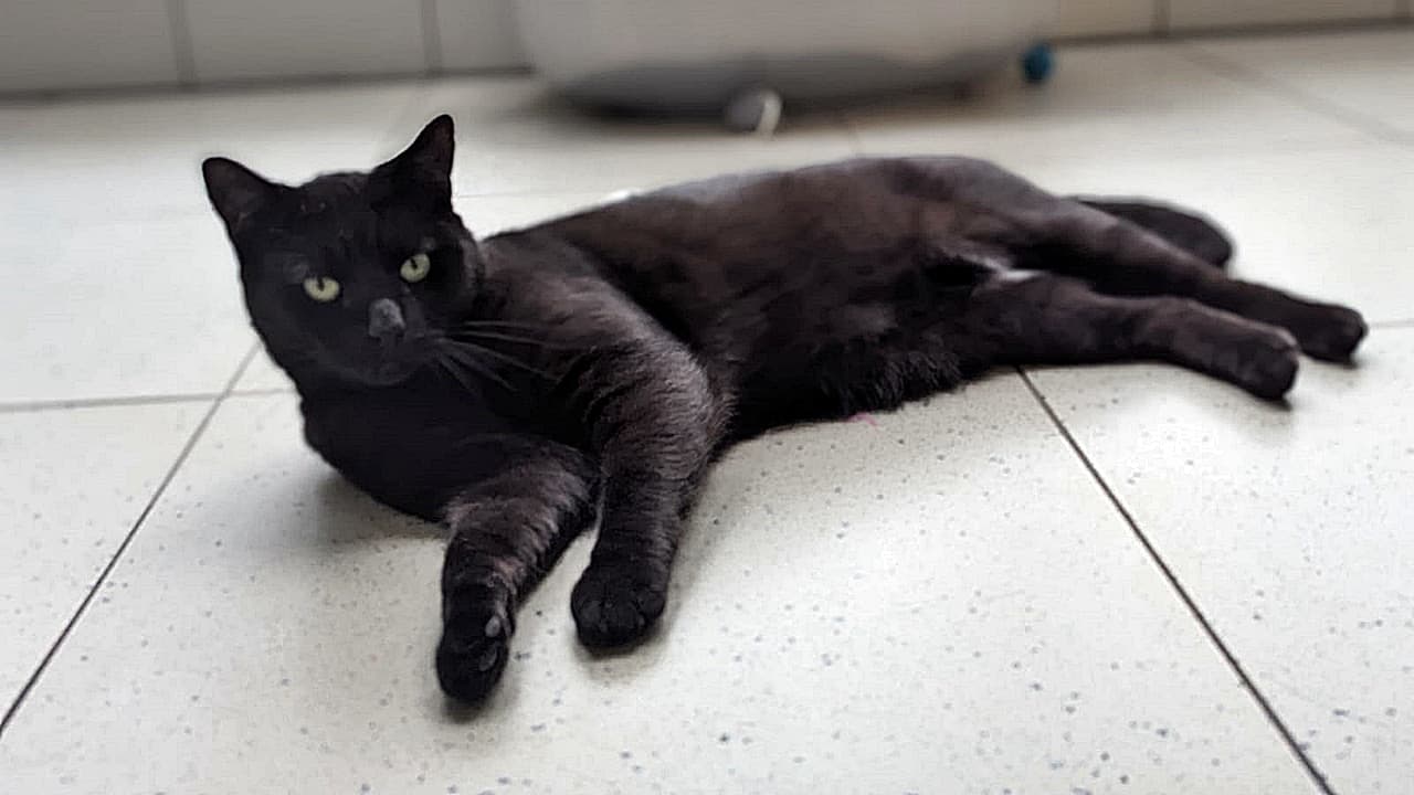 Foto von lieber schüchterner Falko