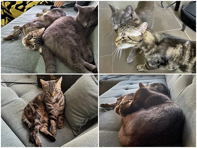 Kater Feivel ist angekommen :-)