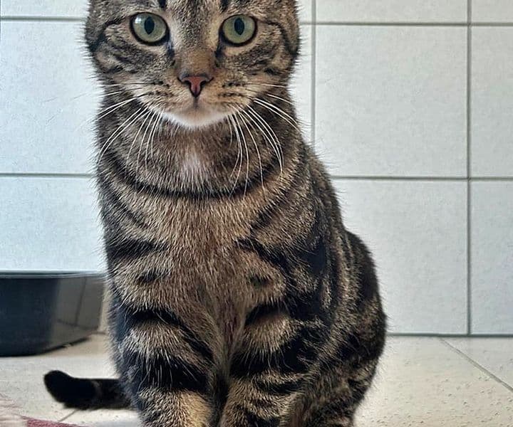 Foto von verspielter Kater Feivel