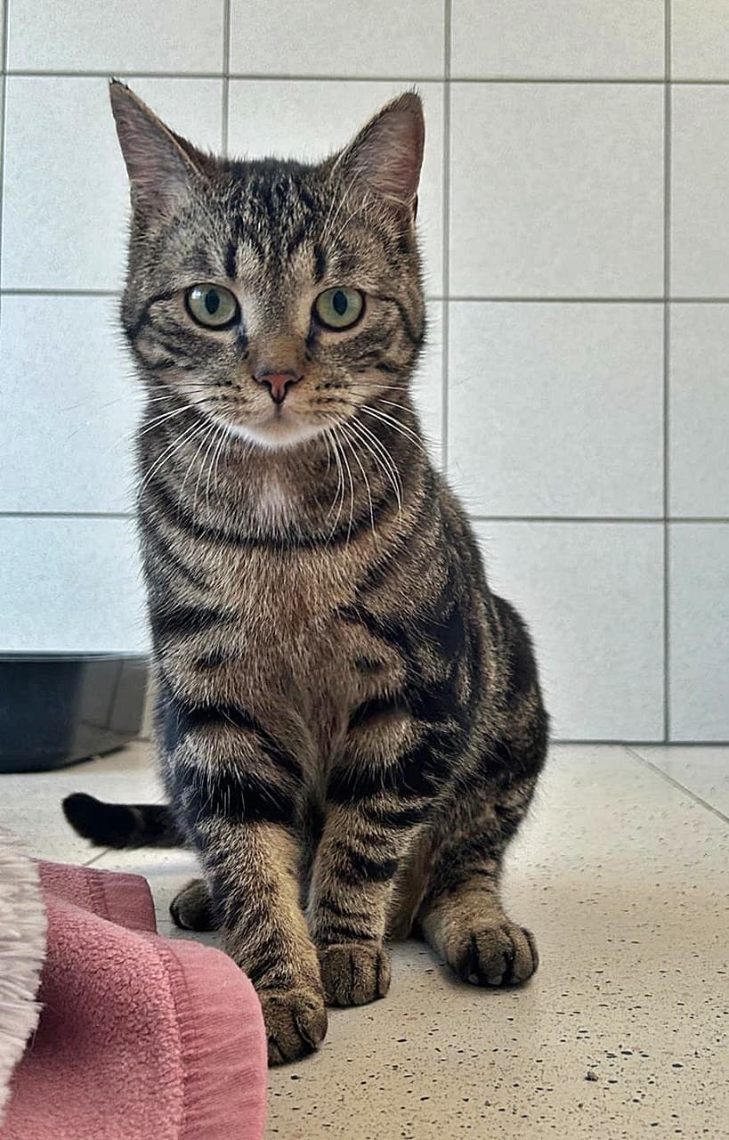 Foto von verspielter Kater Feivel