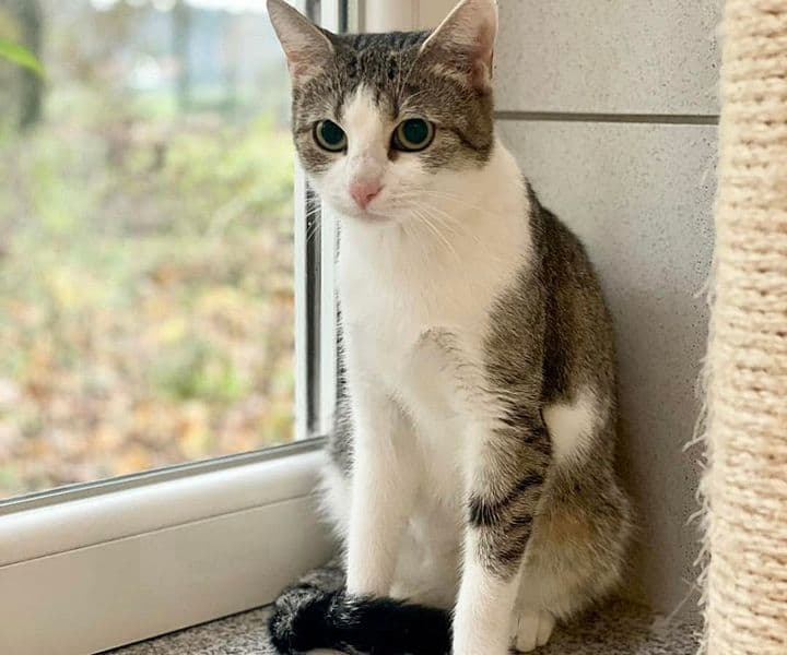 Foto von Felice