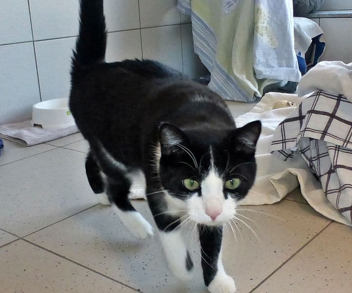 Foto von anhänglicher Felix