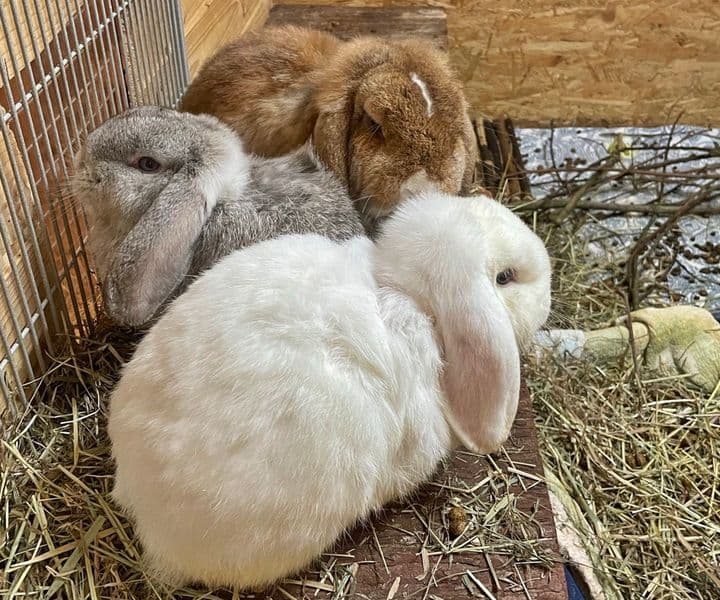Foto von Felix, Wuschel und Bommel wurden beschlagnahmt