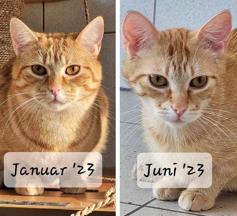 Unser Kater Ferrero baut immer mehr ab!