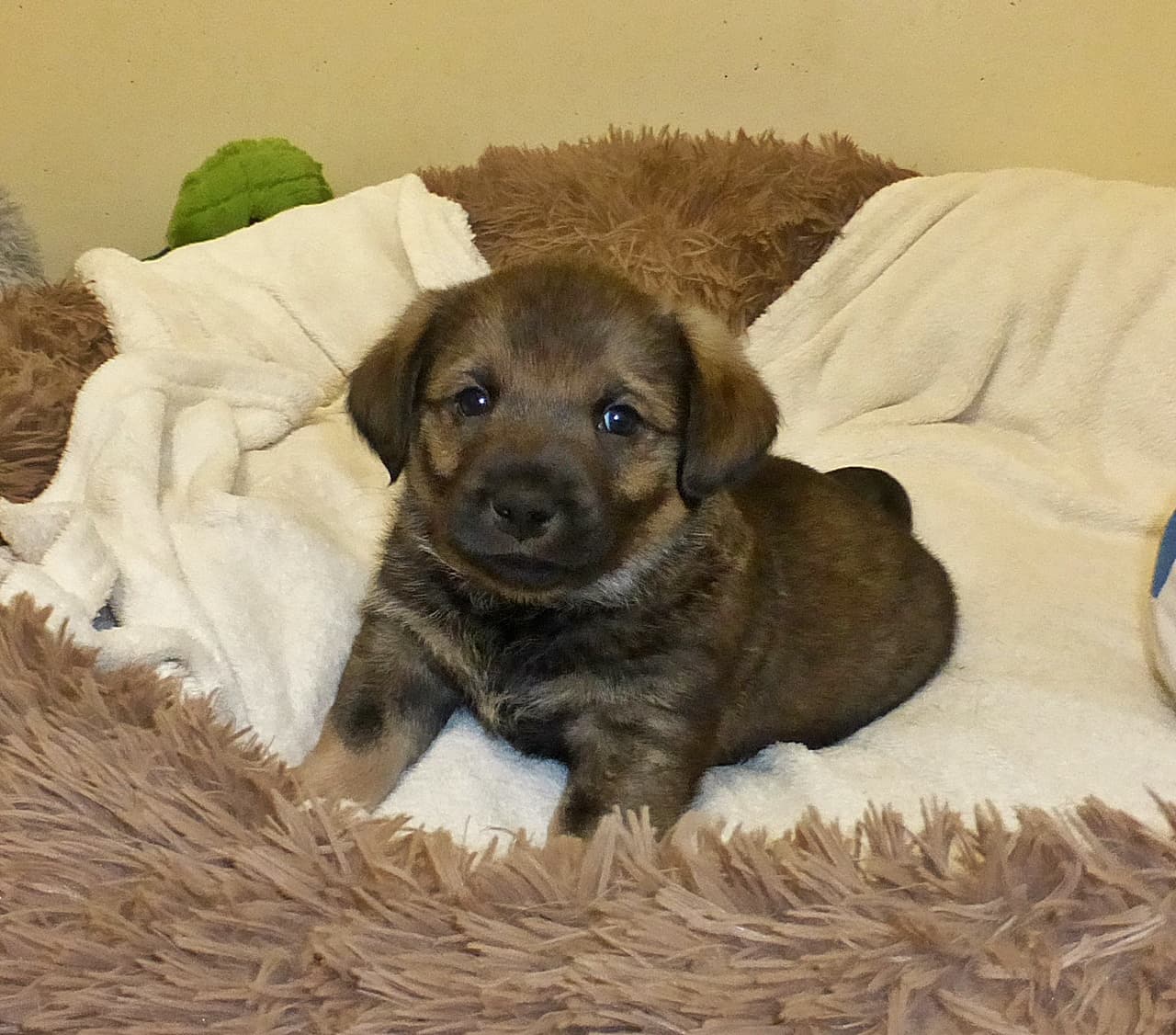 Foto von Fiete, Püppis Sohn