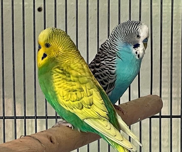 Foto von Finn und Fritz, unser farbenfrohes Welli-Pärchen