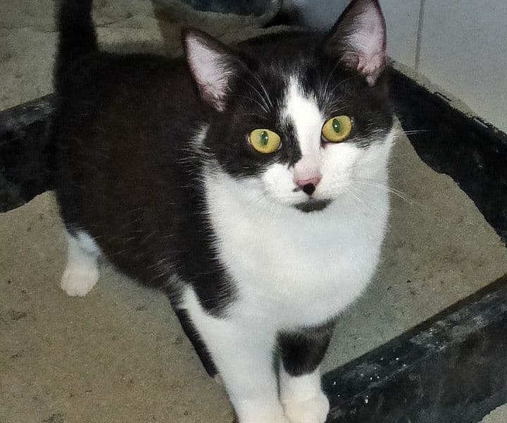 Foto von schöne anhängliche Fiona (feline Coronaträgerin)