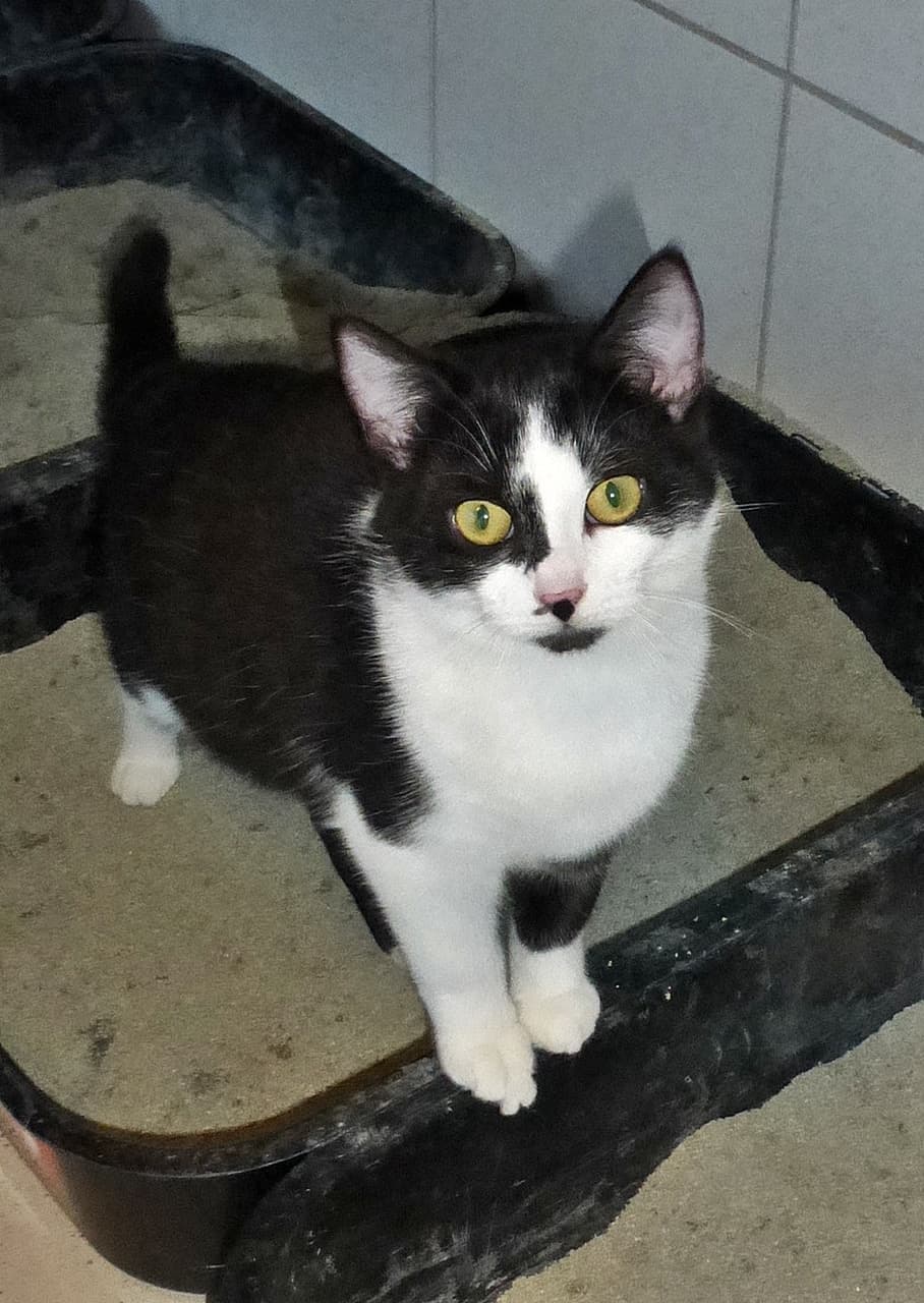 Foto von schöne anhängliche Fiona (feline Coronaträgerin)