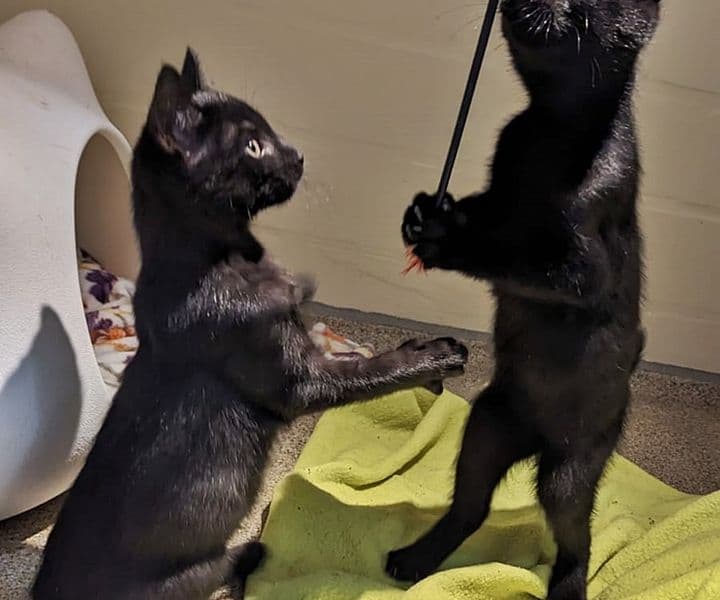 Foto von Fix und Foxi, unser unzertrennliches Zwillingspärchen (mit Video)