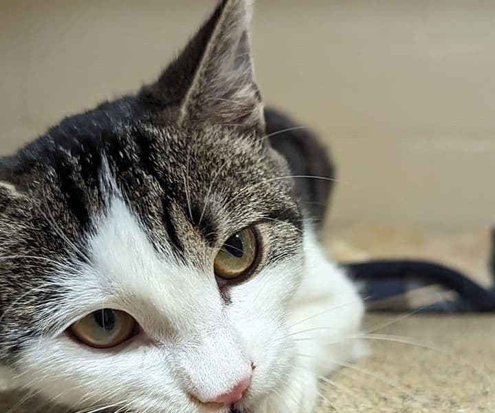 Foto von verschmustes Katzenmädchen Flocke (mit Video)
