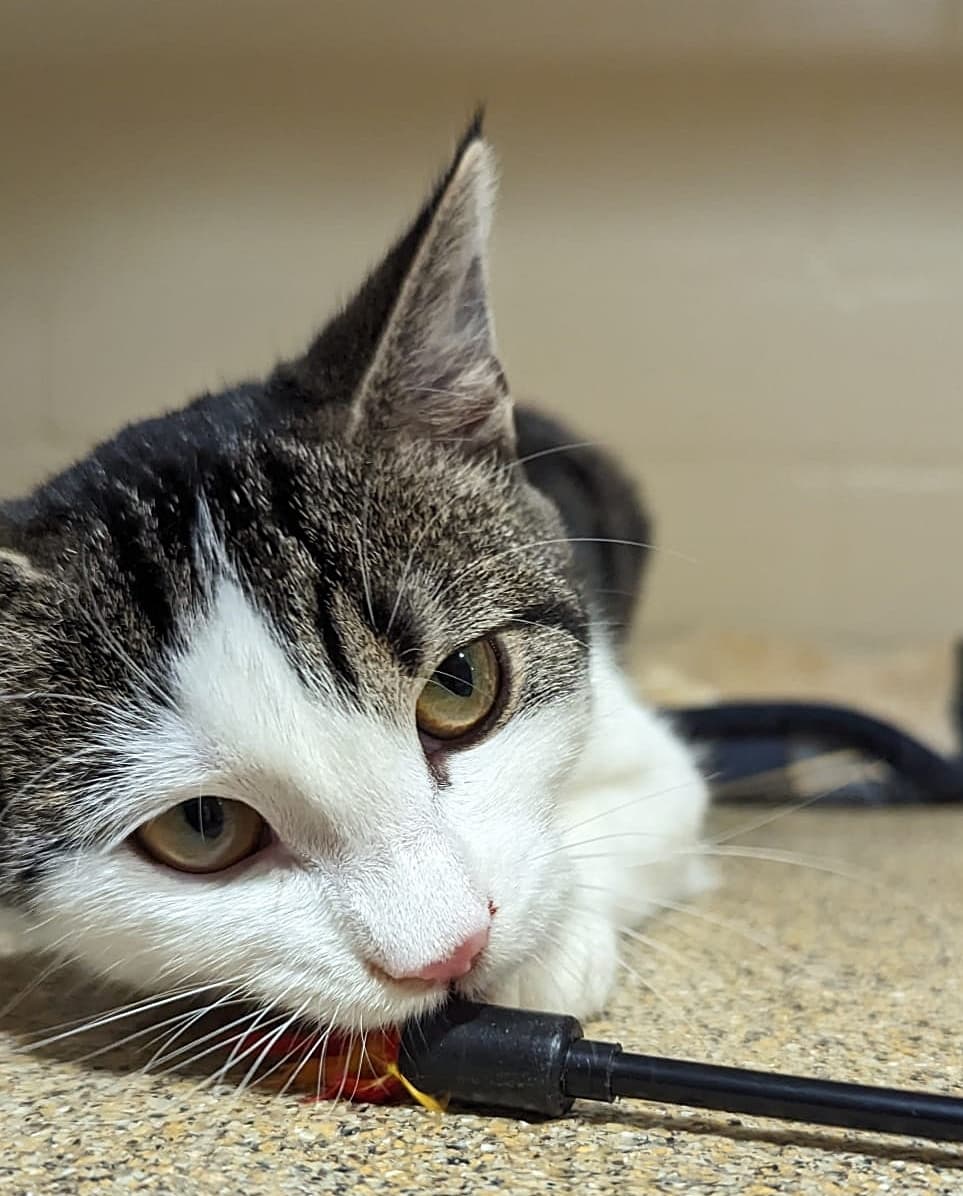 Foto von verschmustes Katzenmädchen Flocke (mit Video)