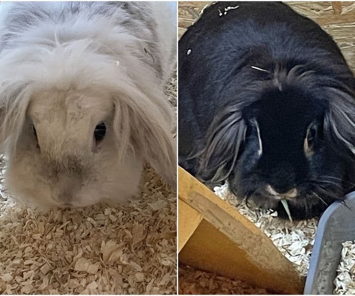 Foto von Scheidungs-Waisen Flöckchen und Bella
