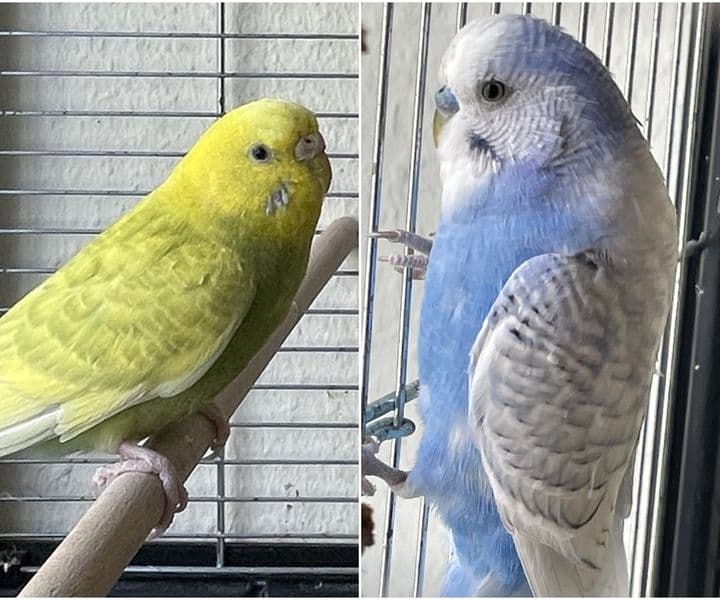 Foto von Fly und Hennes sind ein Liebespaar