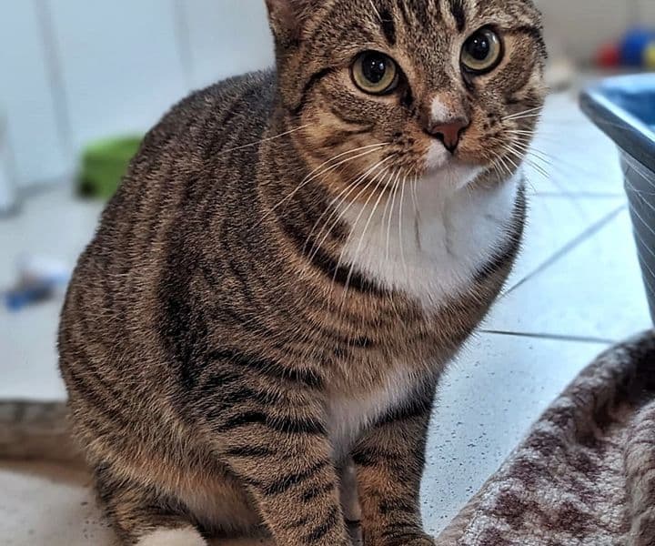 Foto von Forest, unser schüchterner verspielter Jung-Tiger