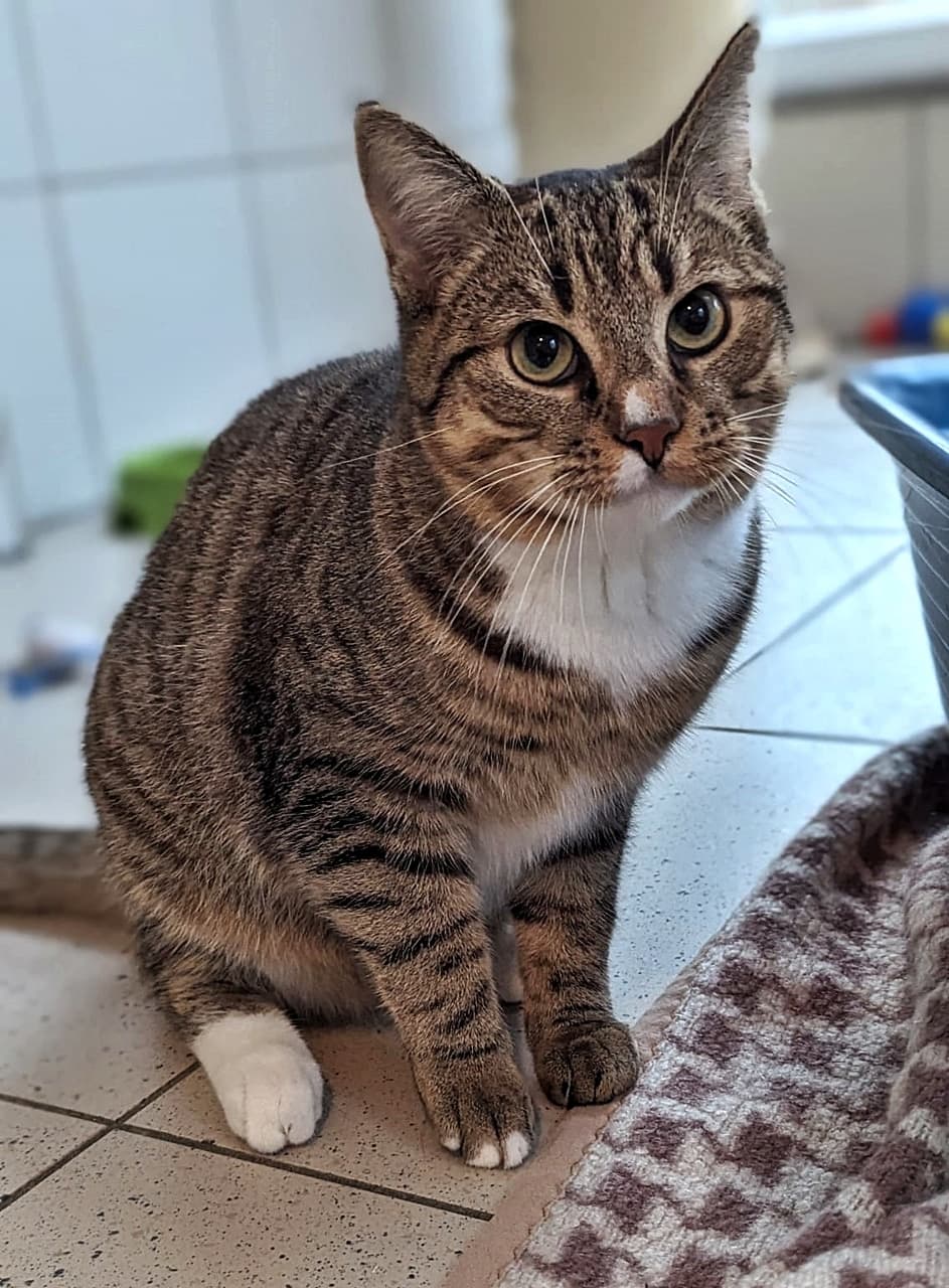 Foto von Forest, unser schüchterner verspielter Jung-Tiger
