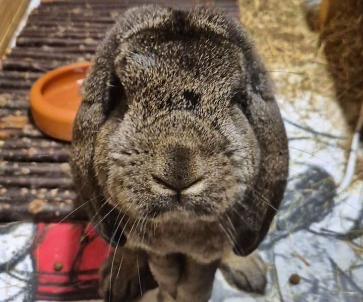 Foto von liebes Widderböckchen Fridolin