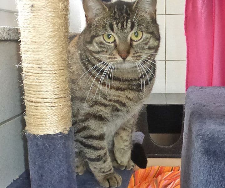Foto von scheue Tigerin Frieda sucht eine Hofstelle