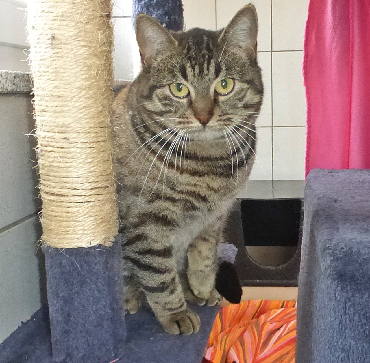 Foto von scheue Tigerin Frieda sucht eine Hofstelle