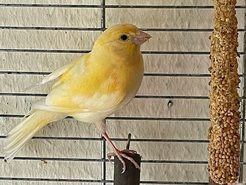 Kanarienvogel gefunden