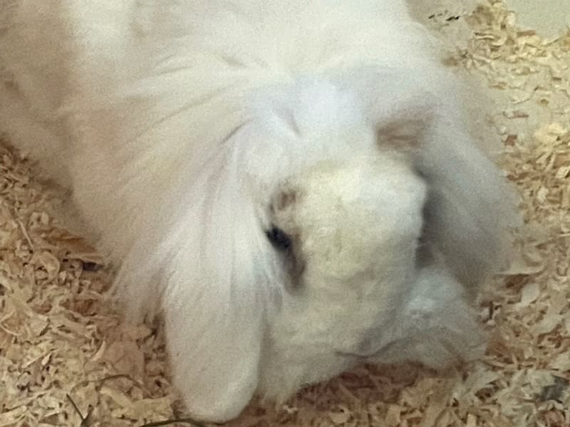Wer kennt dieses Kaninchen?