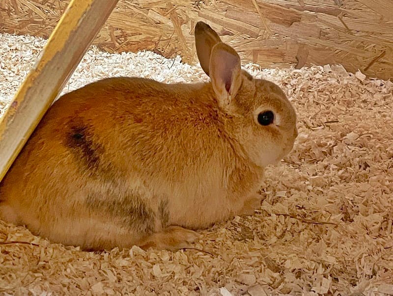 Kaninchen in Rhede gefunden
