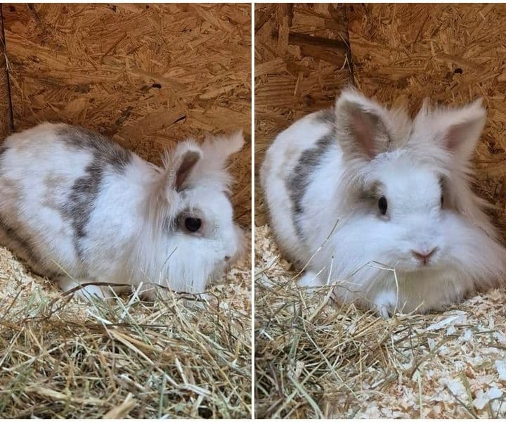 neues Fundkaninchen aus Rhede