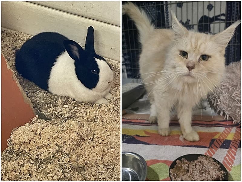 Fundkaninchen und Fundkatzen