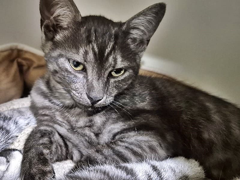 Wunderschöner Kater gefunden