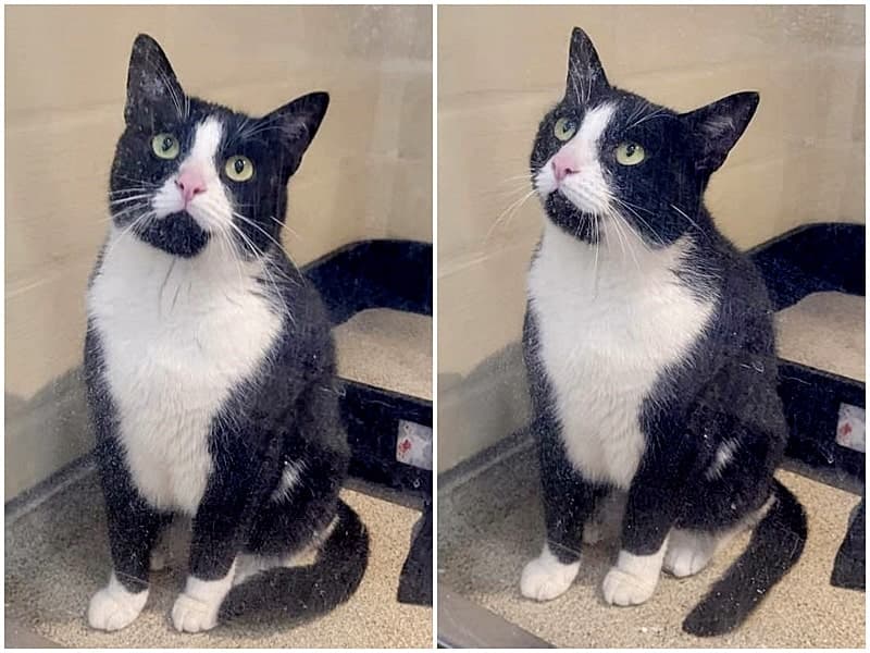 Fundkatze aus Rees sucht Besitzer