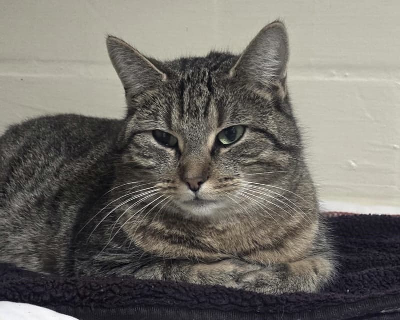neue getigerte Fundkatze