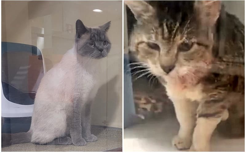 Und es gibt weitere Fundkatzen...