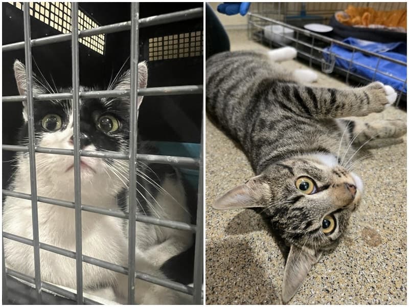 zwei Fundkatzen aus Bocholt / Rhede